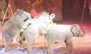 马戏团马戏表演公司